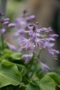 Dwarf hosta Hosta Dancing Mouse, pink flowering plant Royalty Free Stock Photo